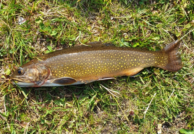 Ein Bachsaibling liegt auf grasigem Boden; sein Körper zeigt goldene Punkte auf dunklem, bräunlich-olivfarbenem Hintergrund und helle Flossenränder.