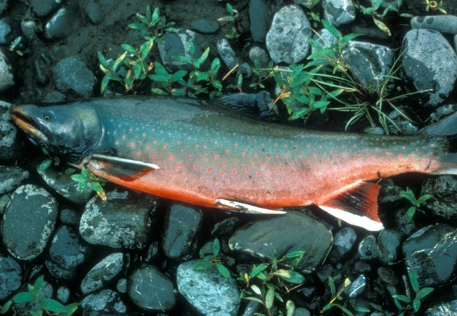 Ein gefangener Saibling liegt zwischen nassen Steinen und Pflanzen. Der Fisch hat eine dunkelgrüne bis blaugrüne Rückenfärbung, leuchtend rote Flanken mit hellen Tupfen und einen intensiven orange-roten Bauch.