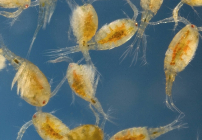 Mikroskopische Nahaufnahme von kleinem Seeplankton: mehrere durchscheinende, gelblich gefärbte Organismen mit feinen Beinchen und orangefarbenen inneren Strukturen schweben im Wasser.