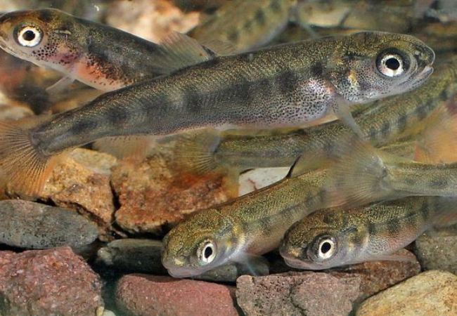 Mehrere junge Saiblinge schwimmen dicht über einem bunten Kiesgrund; die kleinen Fische haben große Augen, leicht durchscheinende Flossen und dunkle Muster entlang des Körpers.