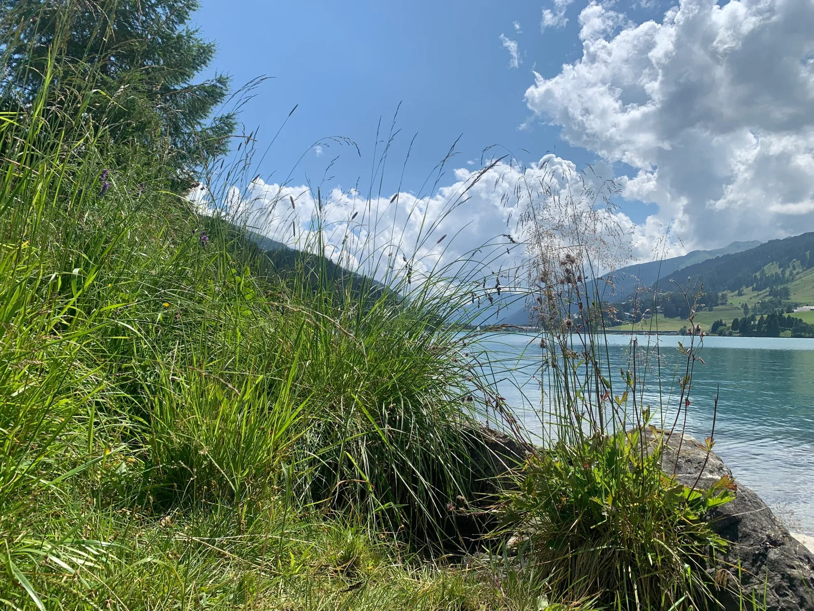 Ufer eines Bergsees mit dichtem grünen Gras und Schilf im Vordergrund, ruhiges Wasser und Berge unter blauem Himmel.