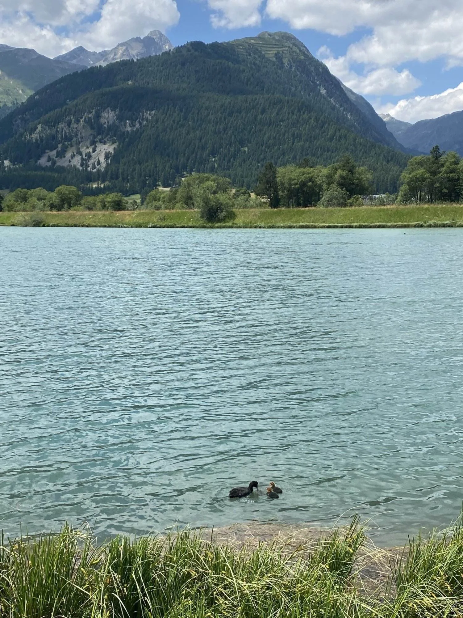 Zwei Enten schwimmen im Lej da Gravatscha vor einer Bergkulisse.